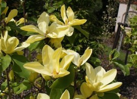 unnamed (2)73